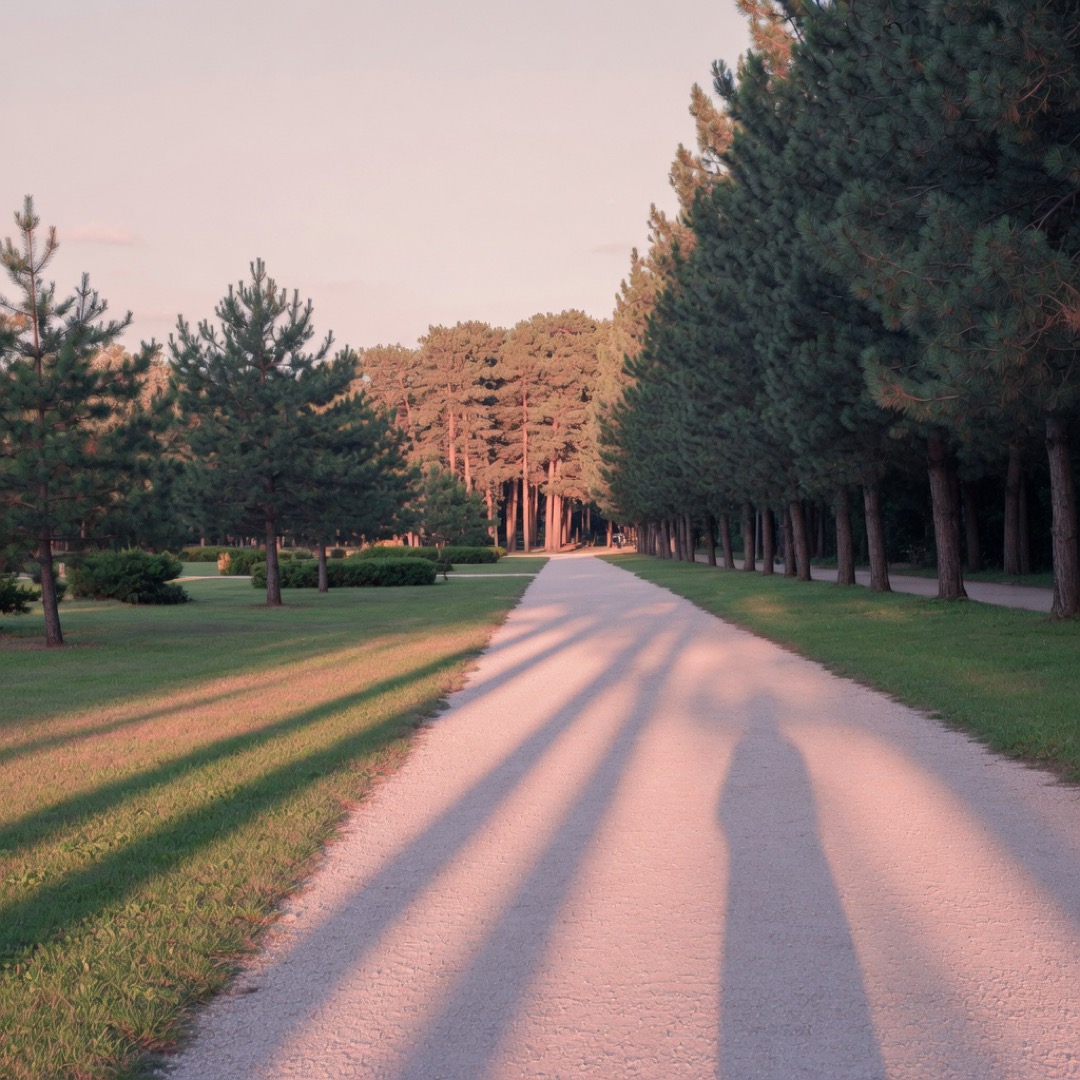 Wide avenues and pines of Villa Doria Pamphilj park in Rome